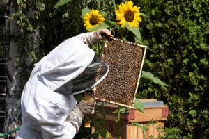 Beekeeper controls beehive Beekeeper controls beehive
