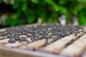 European honey bees (Apis mellifera) European honey bees (Apis mellifera)