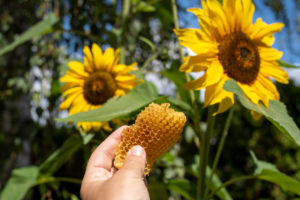 Bienenwaben Bienenwaben