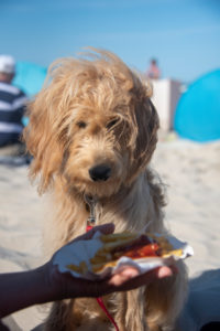 Dog, Mini Goldendoodle, wants to eat french fries Dog, Mini Goldendoodle, wants to eat french fries