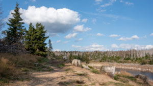Germany, Lower Saxony, Upper Harz, Harz, Harz National Park, Oderteich dam, tree stumps, forest Germany, Lower Saxony, Upper Harz, Harz, Harz National Park, Oderteich dam, tree stumps, forest