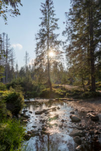 Deutschland, Niedersachsen, Oberharz, Harz, Nationalpark Harz, Wald an der Talsperre Oderteich, gleißendes Sonnenlicht Deutschland, Niedersachsen, Oberharz, Harz, Nationalpark Harz, Wald an der Talsperre Oderteich, gleißendes Sonnenlicht