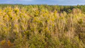 Deciduous trees with mistletoe Deciduous trees with mistletoe