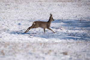 A roebuck running across a snowy meadow, Magdeburg, Saxony-Anhalt, Germany