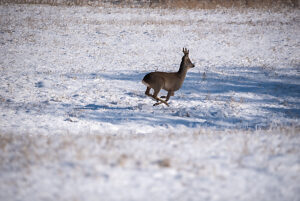 A roebuck flees across a snowy meadow, Magdeburg, Saxony-Anhalt, Germany
