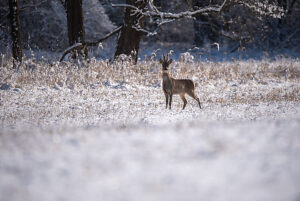 A roebuck standing in a snowy meadow, Magdeburg, Saxony-Anhalt, Germany