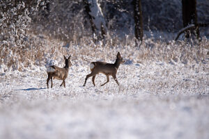Deer running across a snowy meadow, Magdeburg, Saxony-Anhalt, Germany