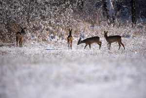 Deer running across a snowy meadow, Magdeburg, Saxony-Anhalt, Germany