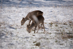Deer feeding on a snowy meadow, Magdeburg, Saxony-Anhalt, Germany