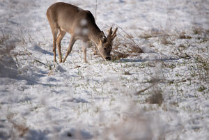 A roebuck feeding on a snowy meadow, Magdeburg, Saxony-Anhalt, Germany