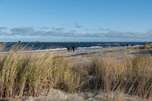Dune grass, behind the new pier, Prerow, Mecklenburg-Vorpommern, Germany