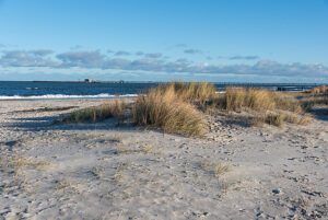 Dune grass, behind the new pier, Prerow, Mecklenburg-Vorpommern, Germany