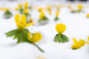 Winter aconites in the snow, Germany
