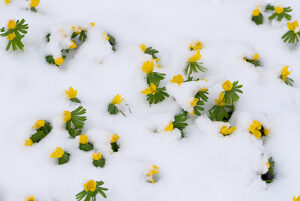 Winter aconites in the snow, Germany