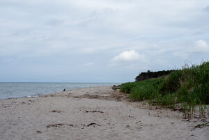 West beach Prerow with dune grass, Fischland-Darß-Zingst, Mecklenburg-Vorpommern, Germany