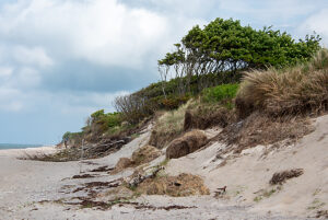 West beach Prerow with dune grass, Windflüchter, Fischland-Darß-Zingst, Mecklenburg-Vorpommern, Germany