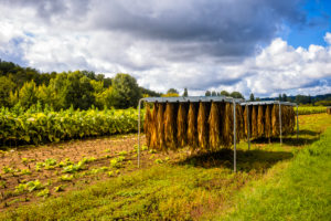 Tobacco growing on the Dordogne Tobacco growing on the Dordogne