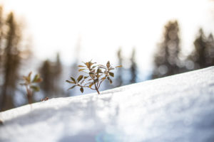 A plant breaks through a closed blanket of snow in the Tyrolean Alps A plant breaks through a closed blanket of snow in the Tyrolean Alps
