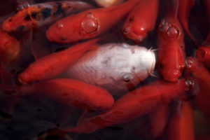 A white fish among dozens of red fish in a pond in Xuanwuhu Park