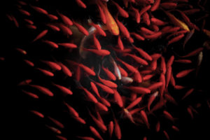 A white fish among dozens of red fish in a pond in Xuanwuhu Park