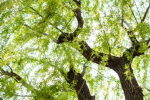 Close-up of a treetop with sprouting leaves in spring