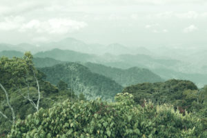 Panoramic view of a dense forest landscape in Malaysia