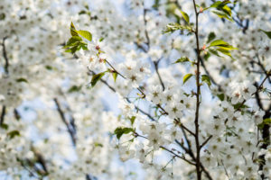 Close-up of white blossoms