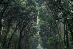 A dense forest in Japan separated by a path