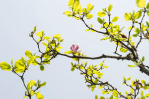 A bud on a blossoming tree