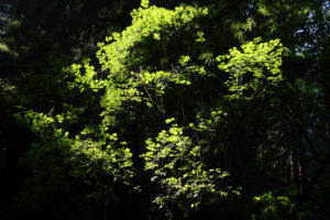 Green leaves illuminated by sunlight