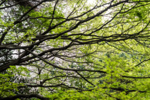Close-up of a treetop with sprouting leaves in spring
