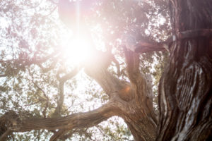 Close-up of a tree trunk in the back light