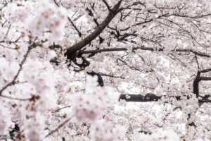 Close-up of a blossoming cherry tree in Japan