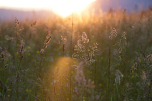 Grasses in sunset Grasses in sunset