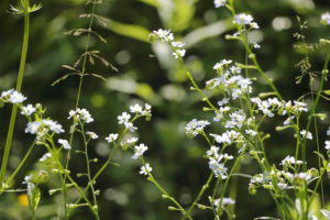 Myosotis scorpioides