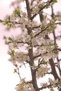 Blooming blackthorn branch