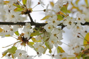 Cherry branch in full bloom