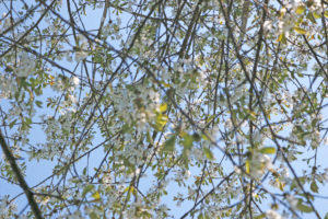 Cherry tree in bloom