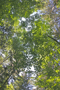 Forest clearing, fisheye lens