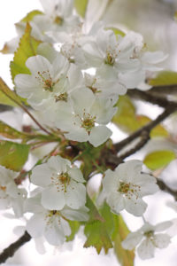 Cherry branch in full bloom