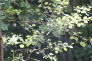 Aspen tree in sunlight