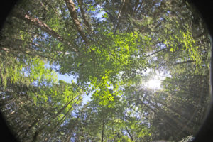 Forest clearing, fisheye lens