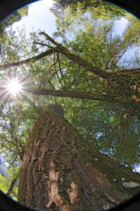 Bark of a larch, fisheye lens