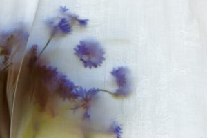 Cornflowers behind curtain