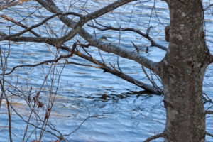 Wintery tree at a lake shore