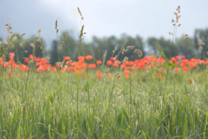 Green wheat field with poppies