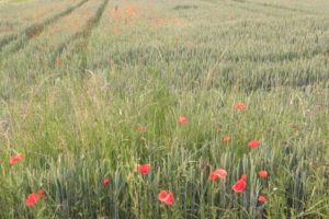 Green wheat field with poppies