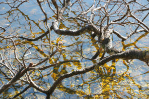 Branches reflecting on the water surface