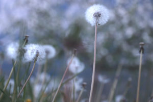 Dandelion in nigthly mood