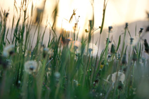 Dandelion meadow photographed in backlight